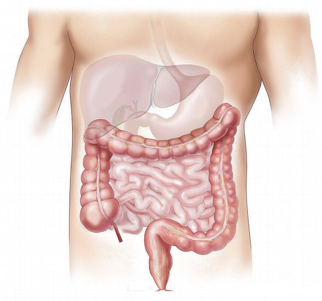 2025-07-newly-gut-bacteria-proteins-hormones