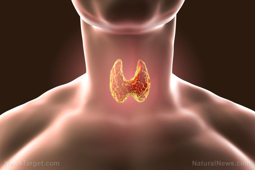 Thyroid-Gland-Endocrine-Endocrinology-Medical-3-D-Anatomical