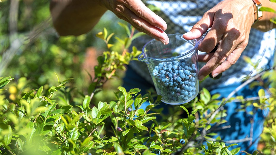 food-drink-benefits-of-wild-blueberries-2