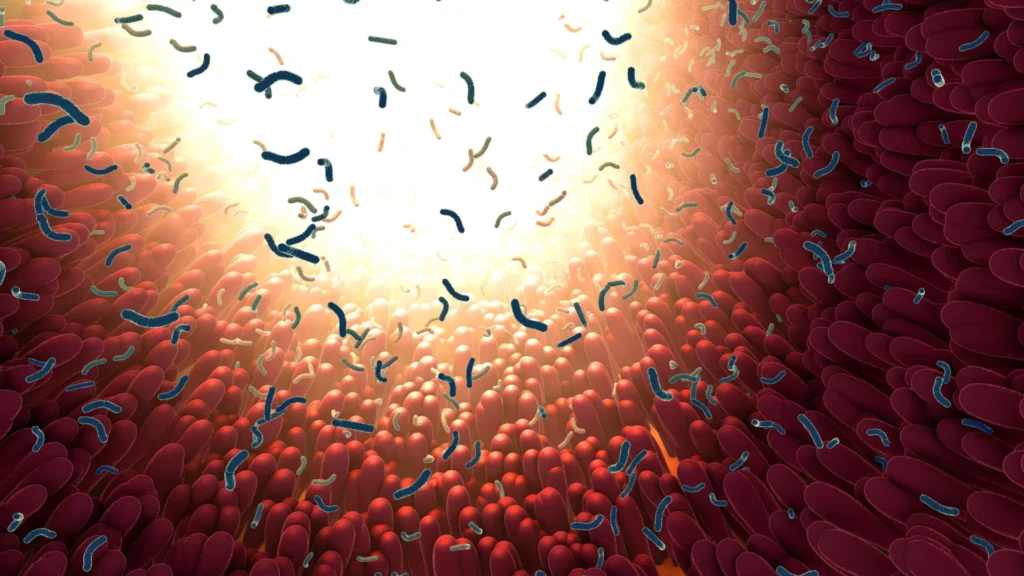 bacteria-intestinal-microbiome-in-digestive-tract