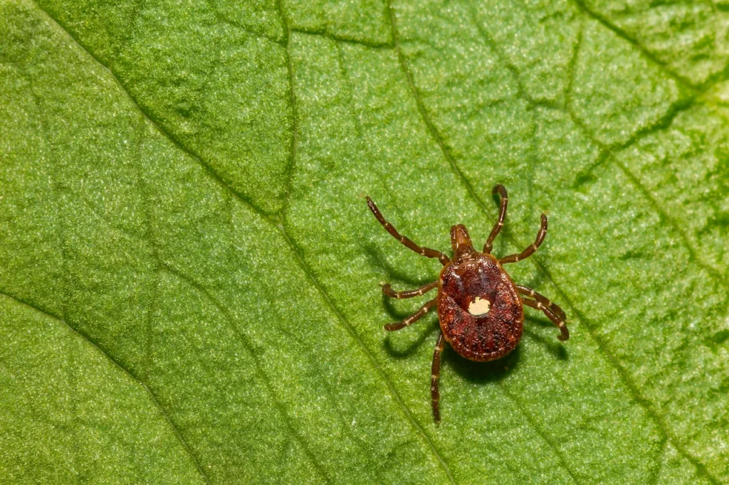 tick-bite-surge-raises-concerns-for-chronic-illnes-tick-bite-surge-raises-concerns-for-chronic-illne