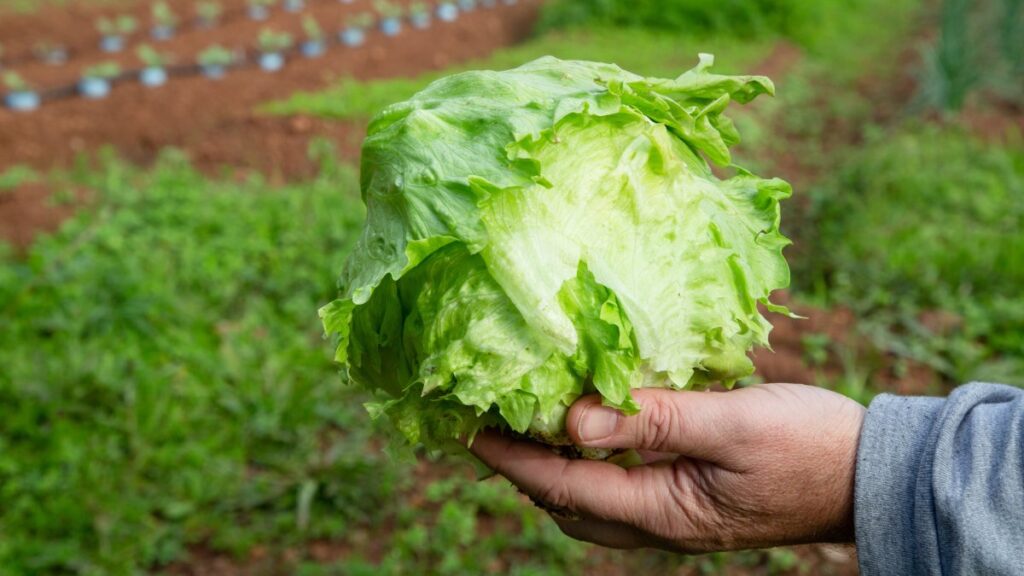 iceberg-lettuce-getty-e1785284513983